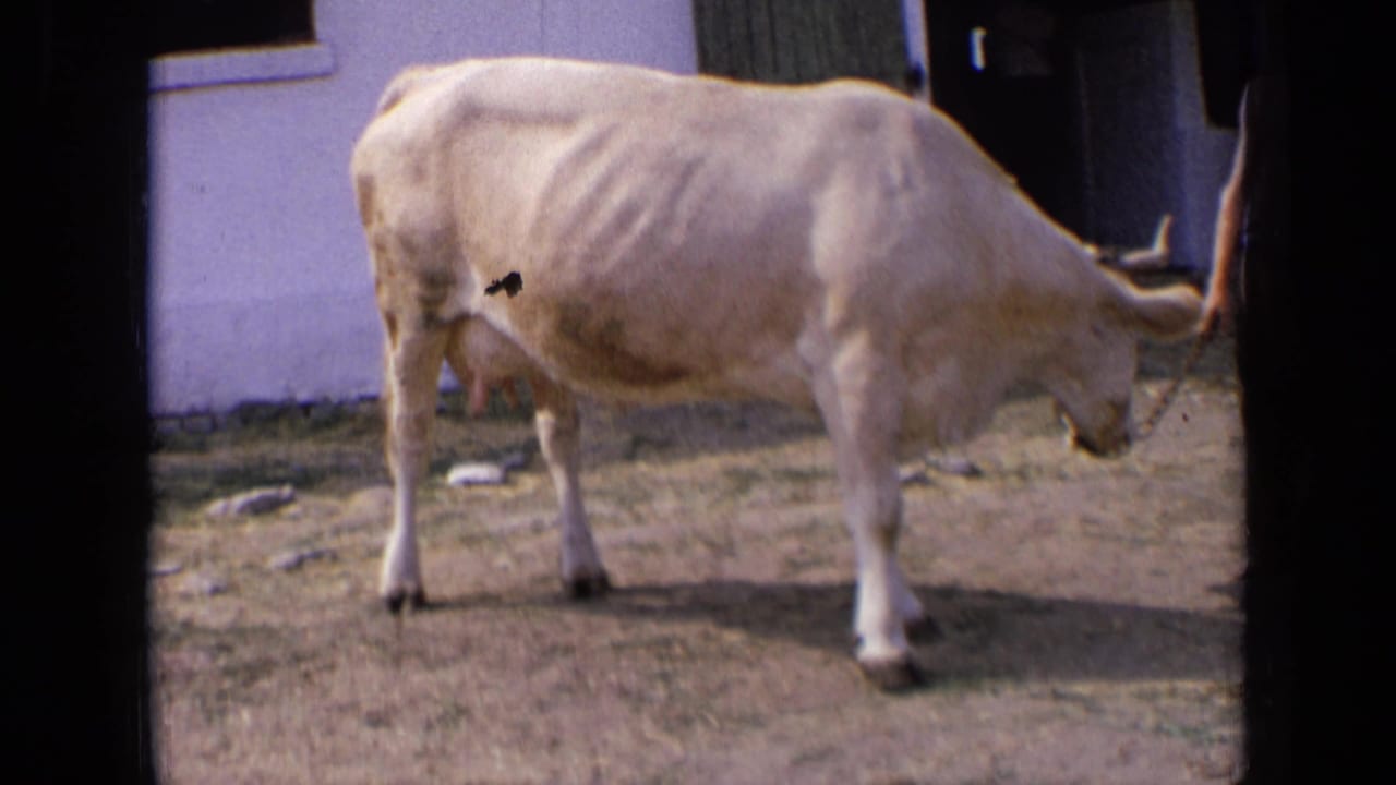 A pale cow stands side-on in a rural Russian yard, with its head lowered near a simple building, in 1963 8mm footage.