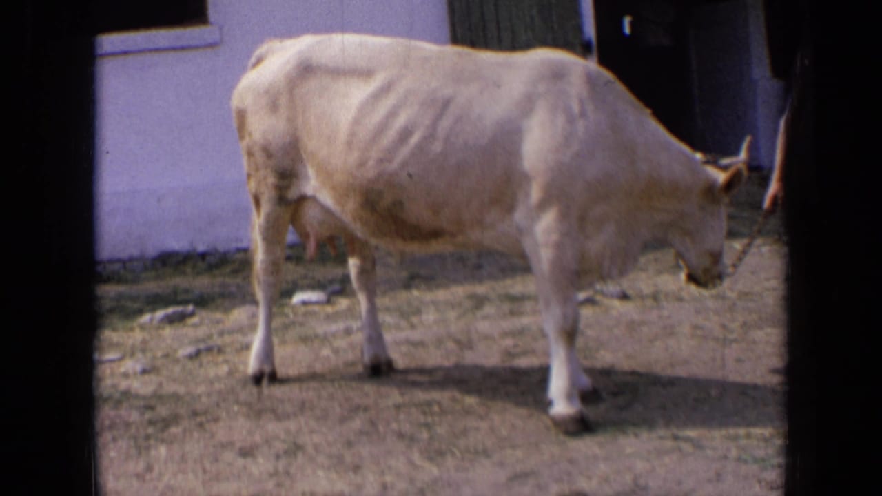 Cow standing with head lowered beside a building doorway.