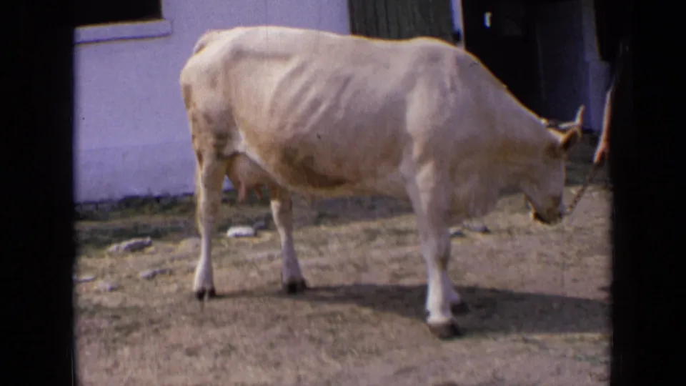 The cow remains still with its head lowered in the yard, framed by a white wall, dark doorway, and visible 8mm film edge.