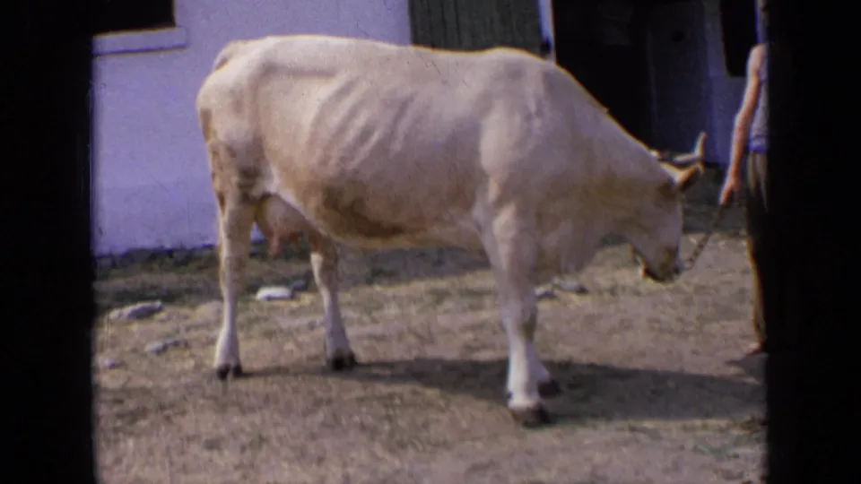 A pale cow stands in the rural yard as part of an adult person appears at the right edge, near the building entrance.