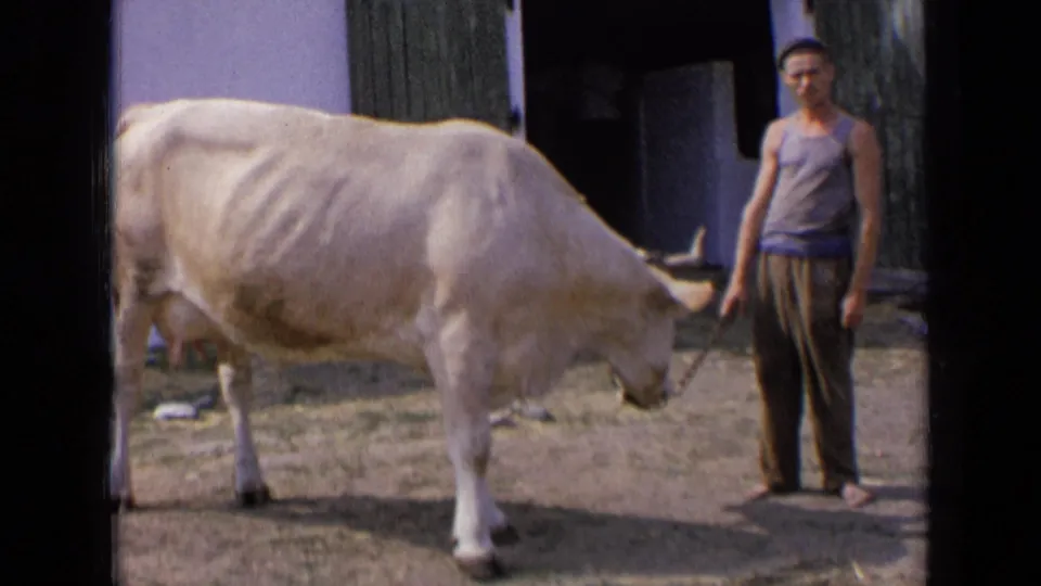 An adult man in a sleeveless shirt stands beside the pale cow in Russia, holding its chain lead in 1963 home-movie footage.