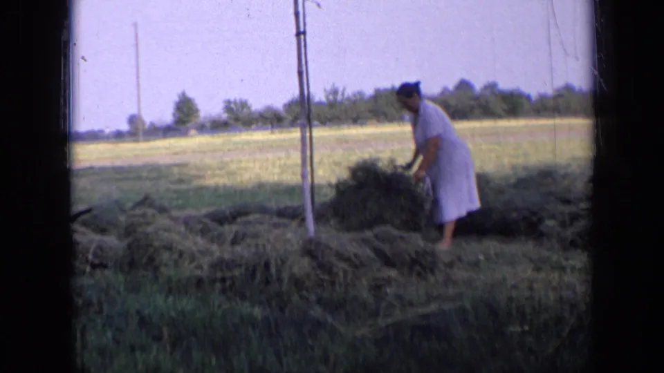 A woman in a white dress leans over a mound of cut grass during small-scale field work in 1963 Russia.