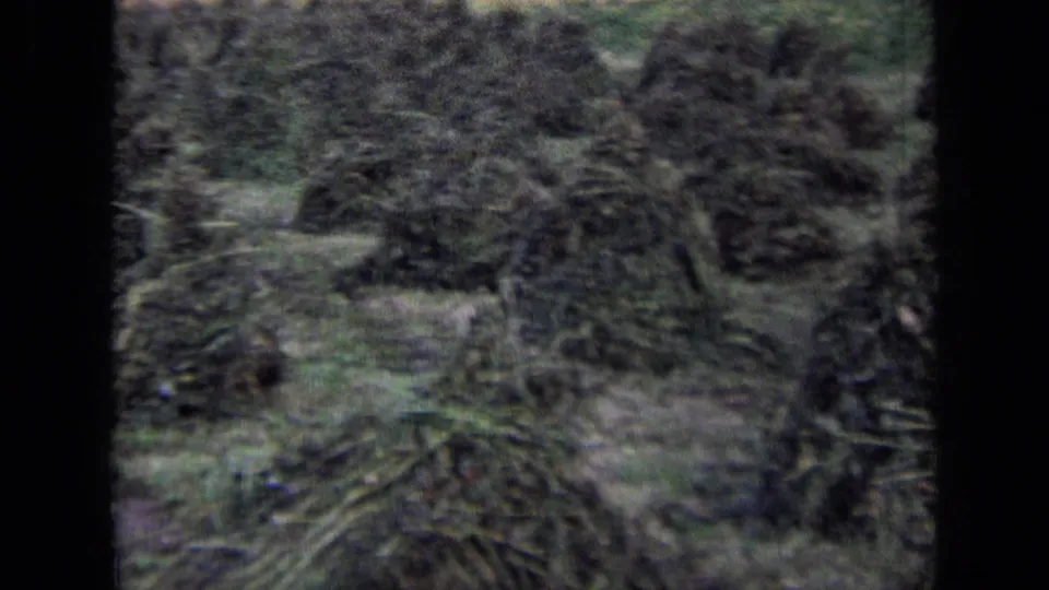 A closer view in the same rural 1963 Russia clip shows stacked cut hay or grass spread across the field, with the worker no longer visible.