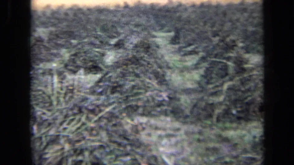 The final frame shows hay or cut grass arranged across the rural field, continuing the Russia 1963 agricultural work scene.