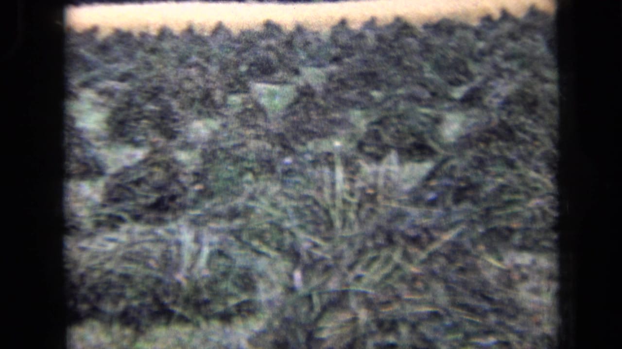 Rows of cut crop stacks spread across a grassy field.