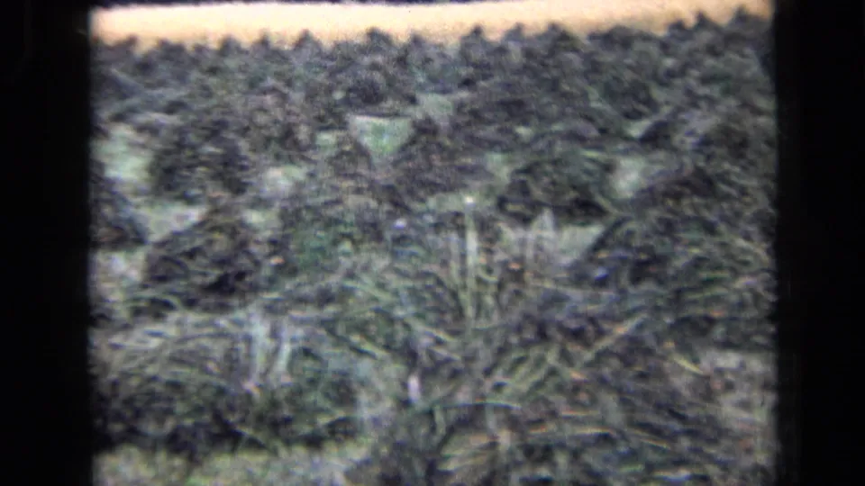 1963 Russia 8mm frame showing cut crop stacks arranged across a rural grassy field with soft focus and faded color.