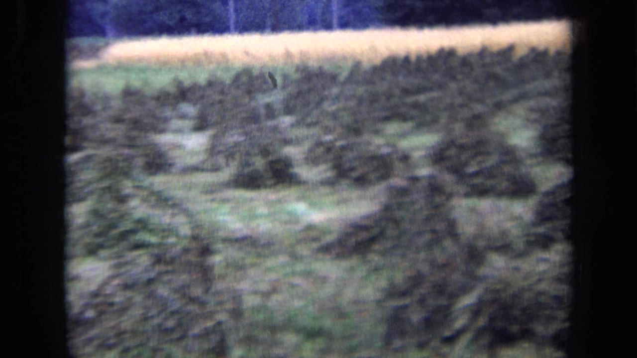 A field of crop stacks with a pale strip of land beyond.