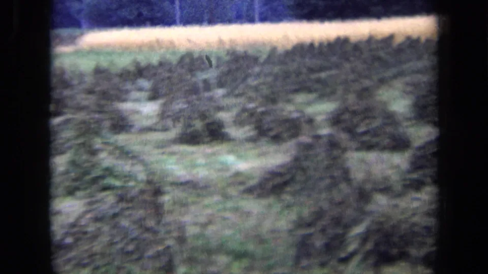 Rows of harvested crop stacks fill a rural Russian field, with a pale field edge and dark background in soft 8mm color.