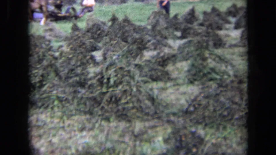 1963 rural Russia frame with cut crops stacked in rows and small distant people partly visible near the upper edge.