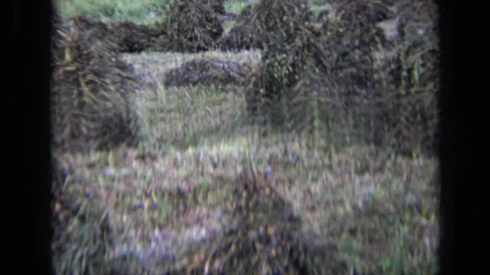 Soft 8mm view of a rural Russian field with stacked cut crops, tall grass, and dense vegetation in the background.