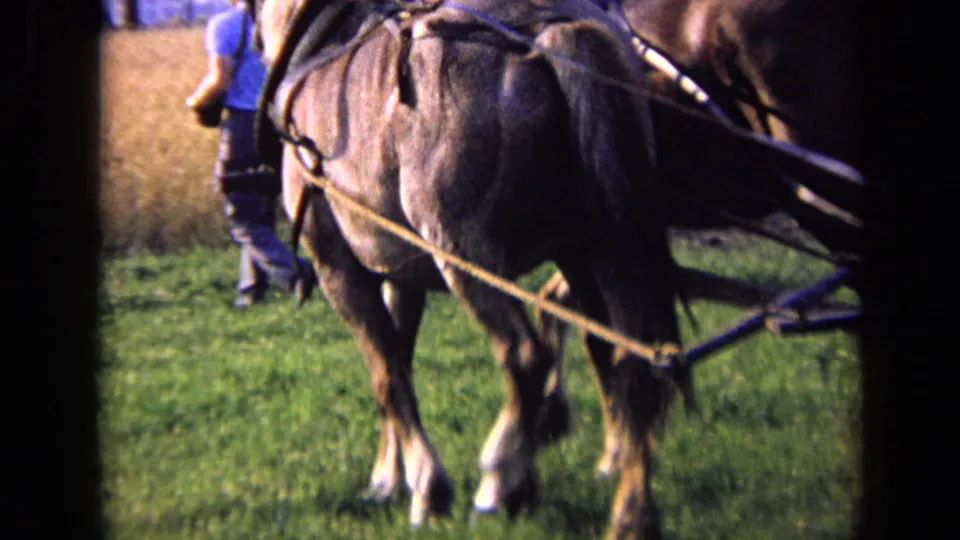 A close 8mm view shows harnessed horses and field equipment during rural farm work in the 1963 Russia clip.