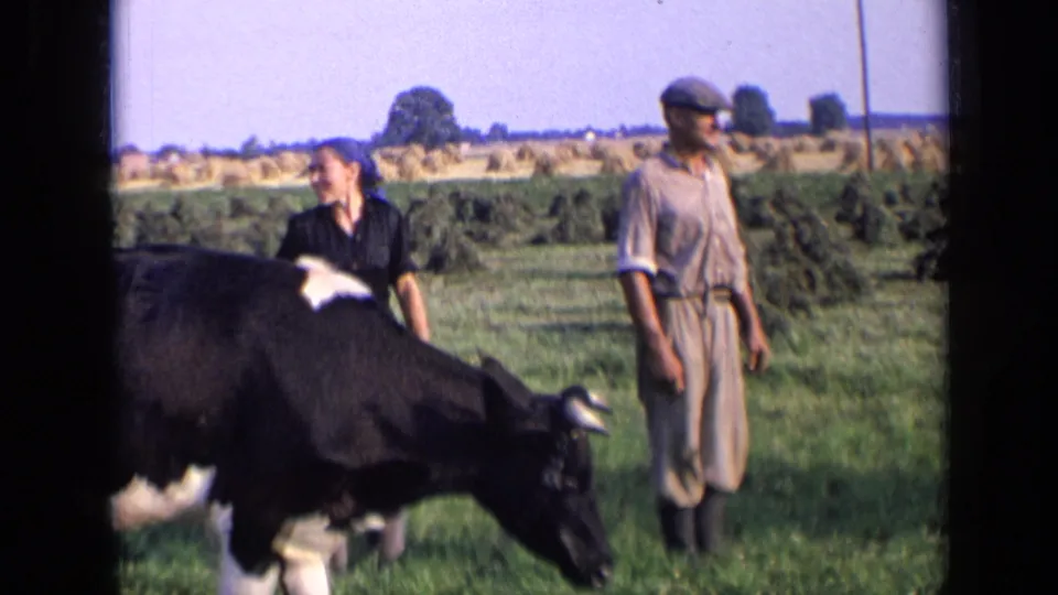1963 Russia farm scene with a black and white cow passing in front of two adults in a grassy field.