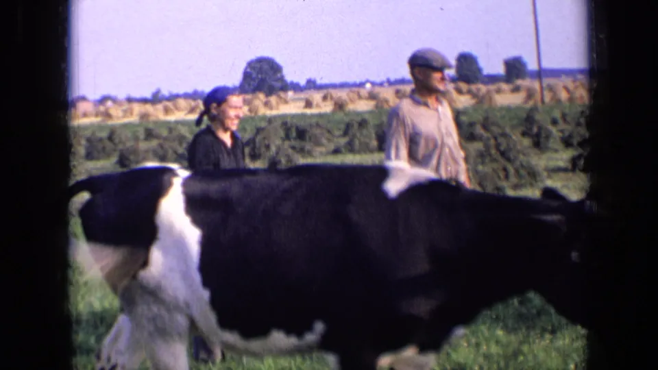 1963 Russia home-movie frame showing a cow crossing close to the camera with two adults behind it in farmland.