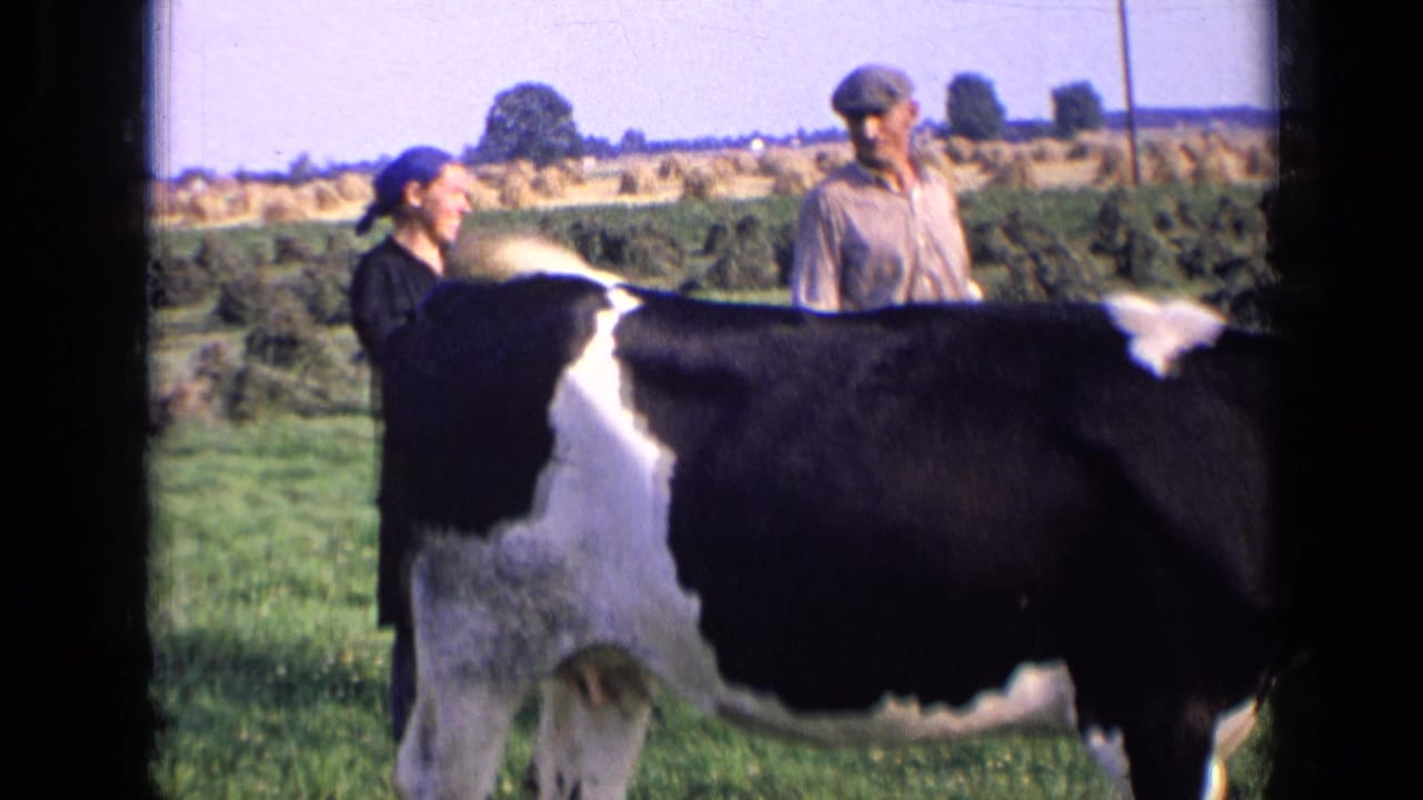 Black-and-white cow in a grassy field with three adults standing behind it.