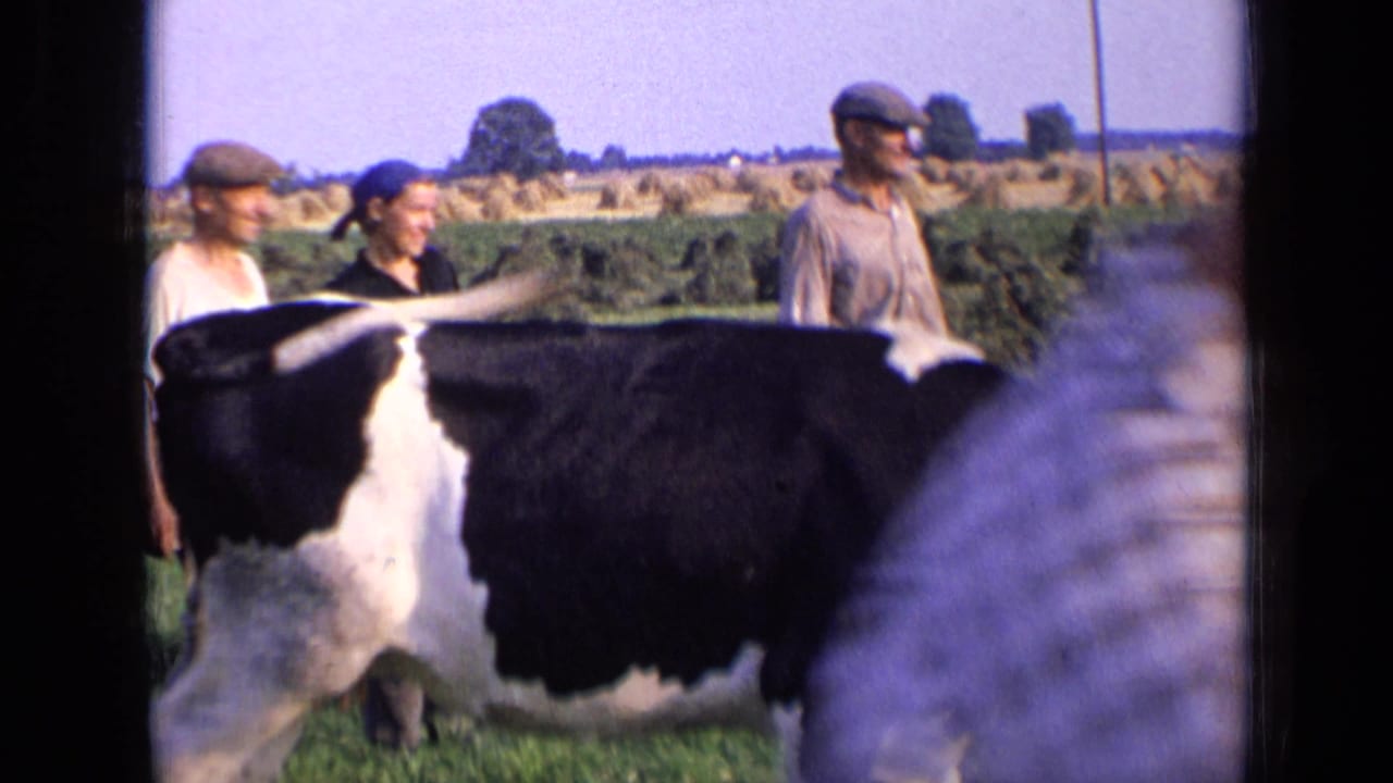 Cow crossing the foreground with three adults behind it in an open field.