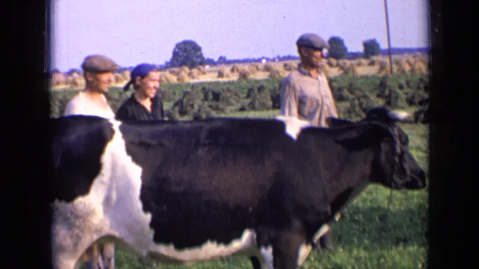 1963 Russia 8mm frame showing the side of a cow in a green field, with three adults and haystacks behind it.
