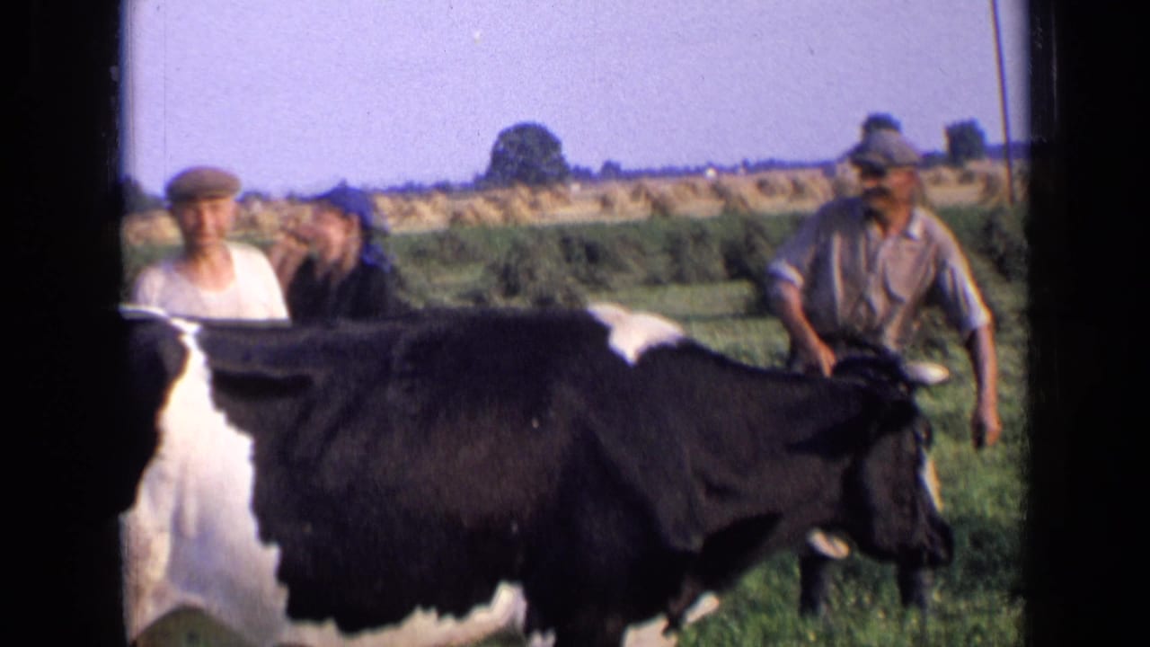 1963 Russia home-movie frame showing farmers beside a black-and-white cow in a rural field.