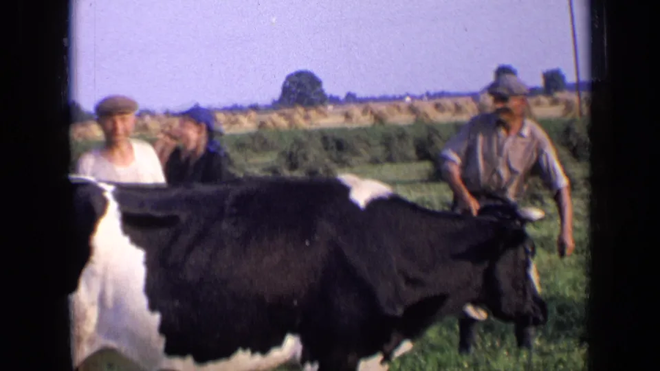 1963 Russia home-movie frame showing farmers beside a black-and-white cow in a rural field.