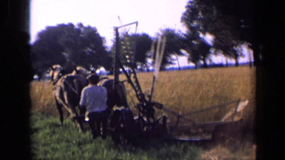 Horse-drawn plowing continues along the field, with the operator partly seen from behind and trees beyond.