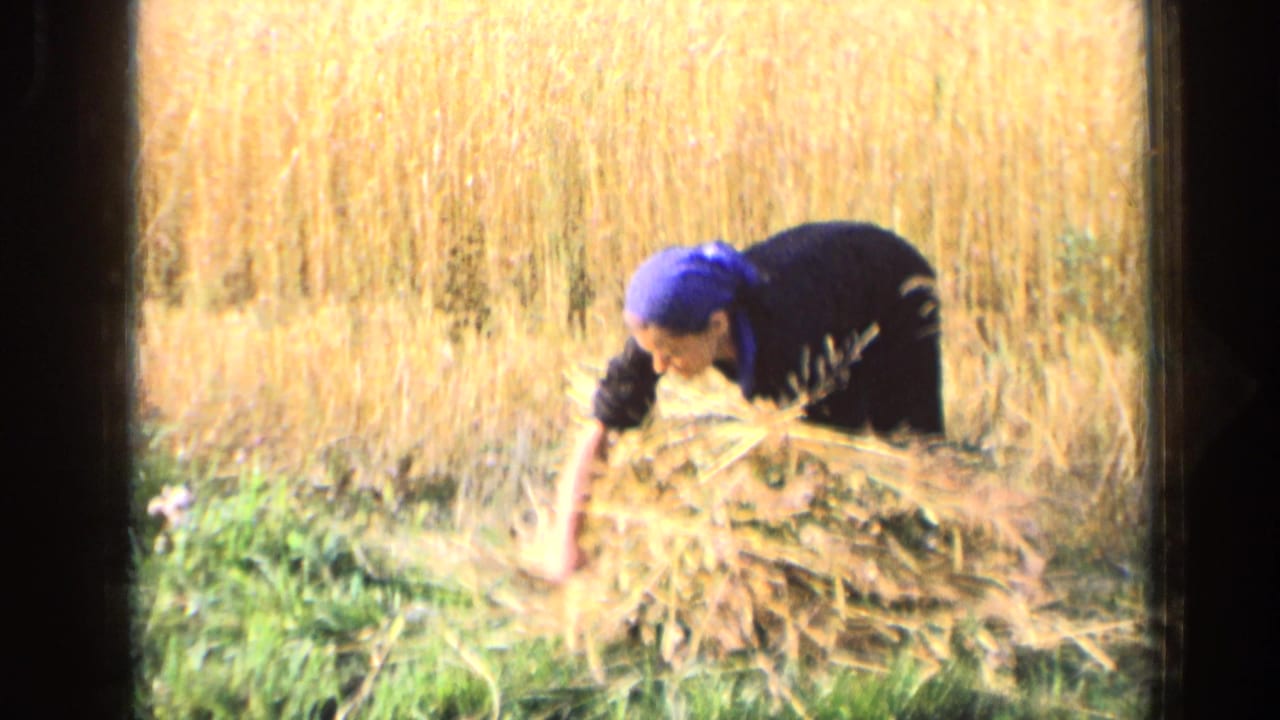 In 1963 Russia home-movie footage, a woman in a blue headscarf bends to gather hay by hand in a sunlit field.