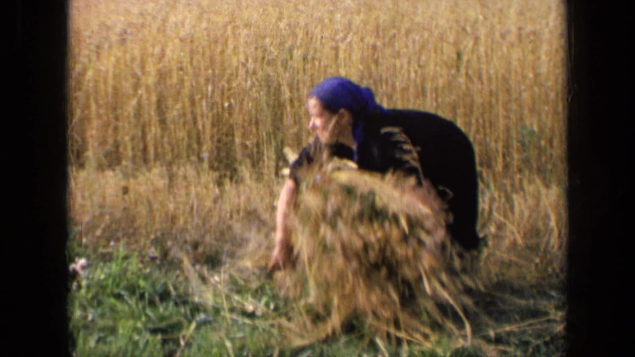 A woman in a blue headscarf crouches beside cut hay in a rural Russian field, with tall golden grasses behind her.