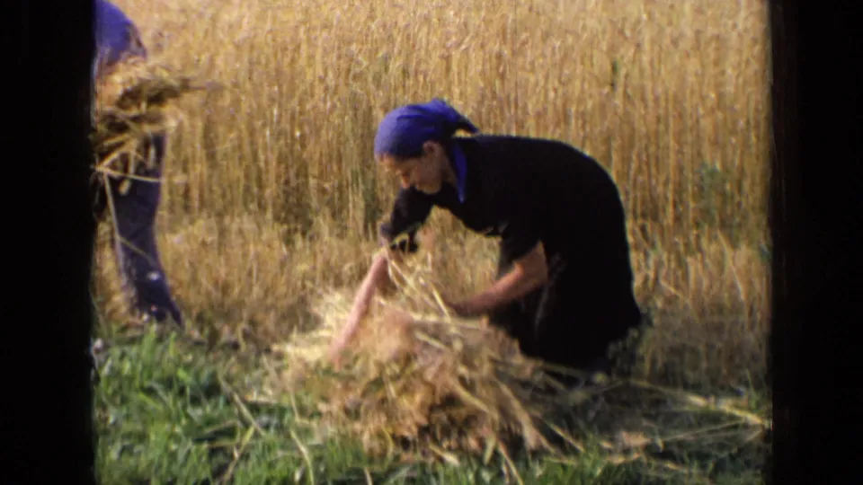 A hay worker bends in the field while another person is partly visible nearby in this 1963 Russia 8mm frame.