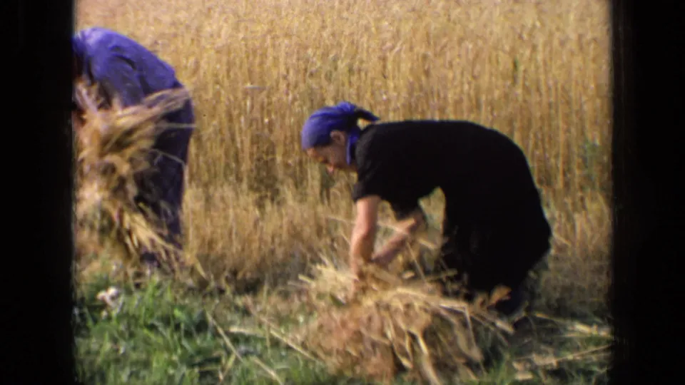 A woman in dark clothing and a blue headscarf gathers hay by hand while another worker is partly seen in the field behind her.