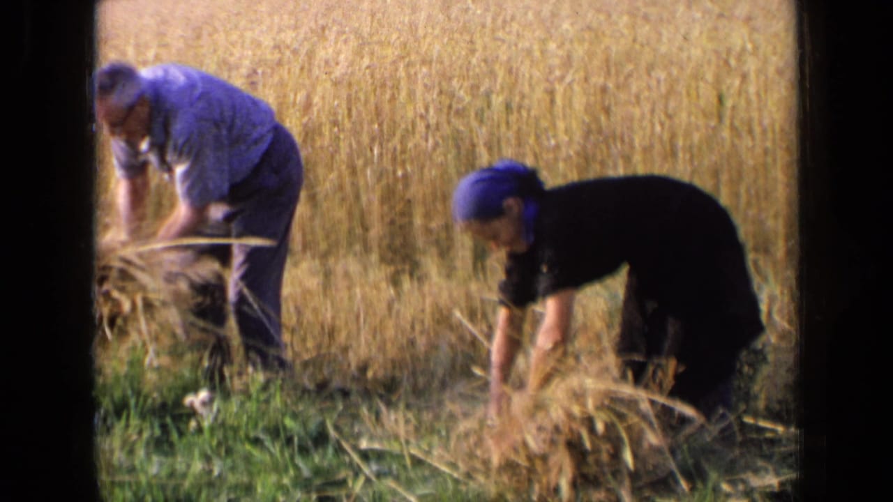 Man and woman bend over cut wheat in a golden field.
