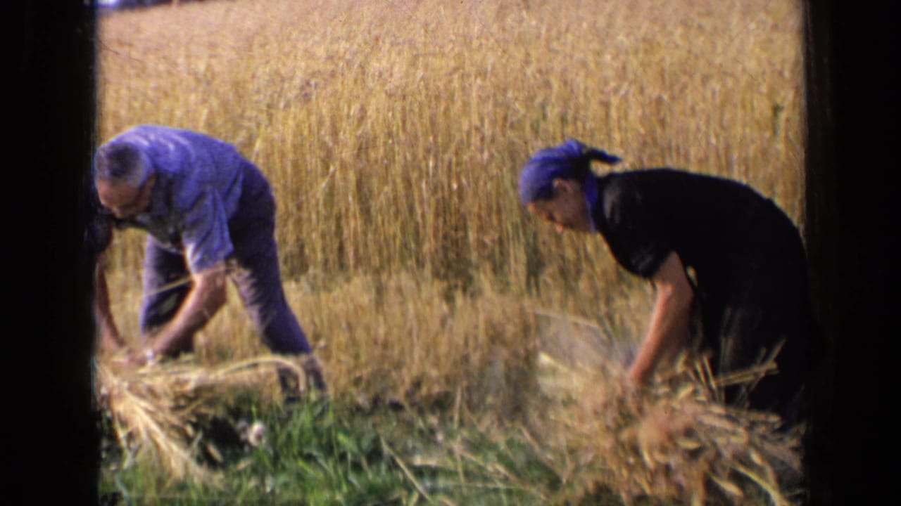 Two adults gather wheat stalks by hand in a field.