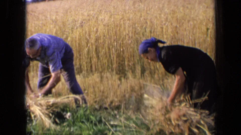 A man and woman work separately among cut grain, gathering wheat stalks by hand in rural Russia, 1963.