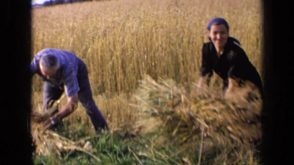 The woman lifts or carries a gathered wheat bundle as the man continues working beside her in the 1963 rural field scene.