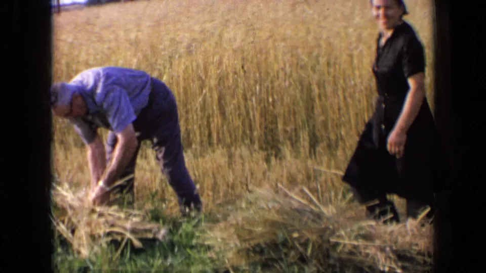 The woman in a dark dress walks near cut wheat while the man bends to gather stalks in rural Russia, 1963.