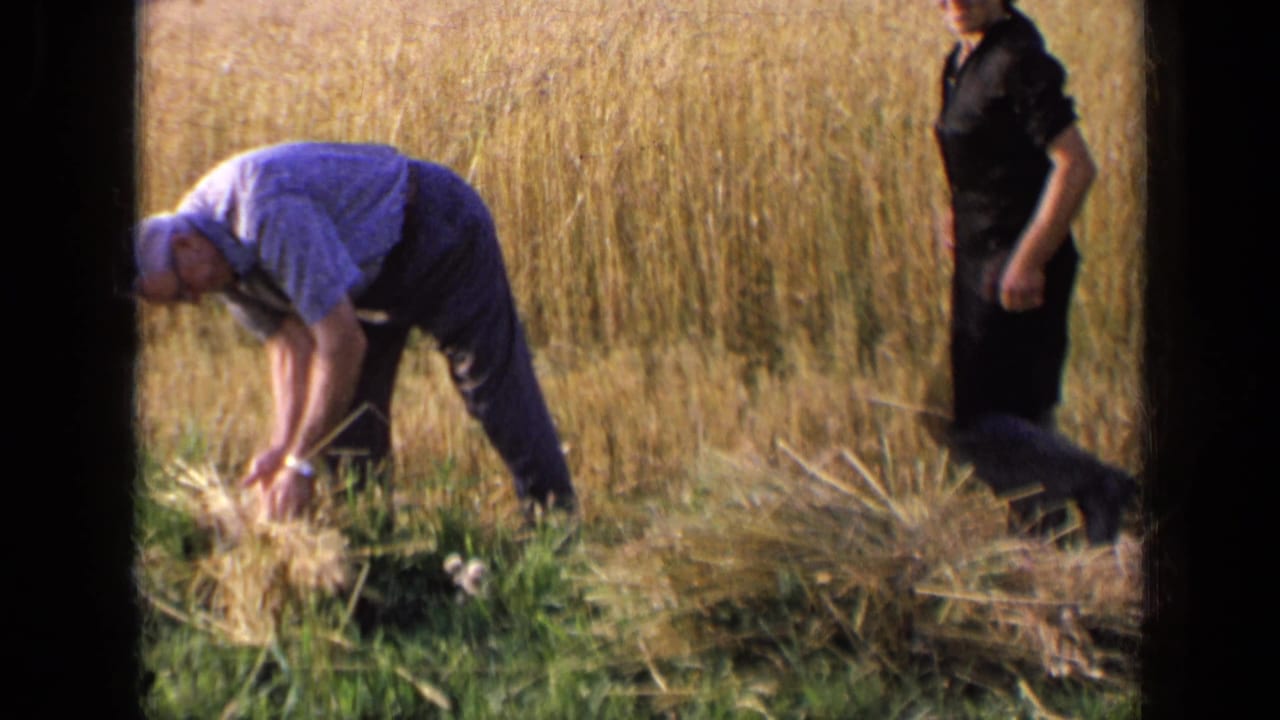 In 1963 Russian home-movie footage, a man gathers hay in a field while a woman in dark clothing stands beside him.