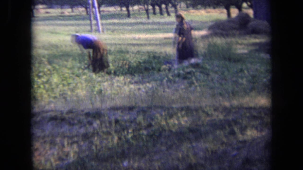Two women stand and bend among crops in a sunlit field.