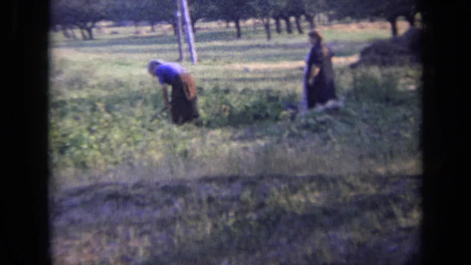 Rural field scene in 1963 Russia showing two women among crops, one bending toward the plants while another stands nearby.