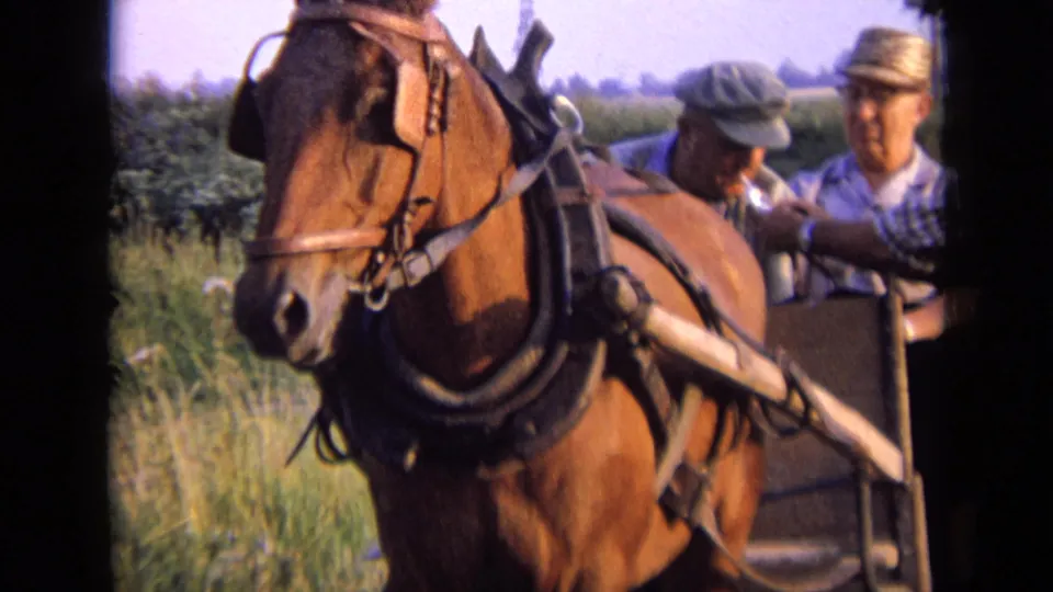 1963 rural Russia home-movie frame with the horse close to camera and older men partly visible behind the harness.
