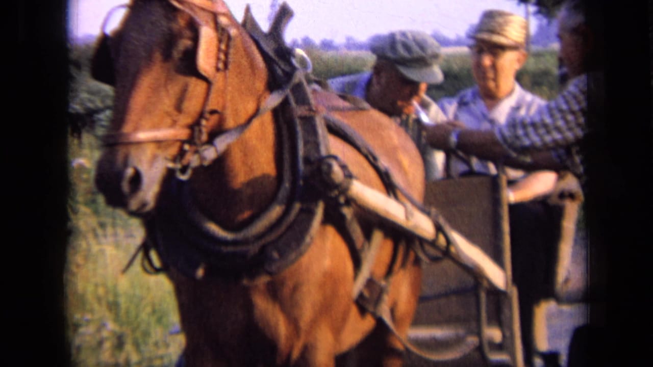 Brown horse harnessed to a buggy with men seated behind it in a green field.
