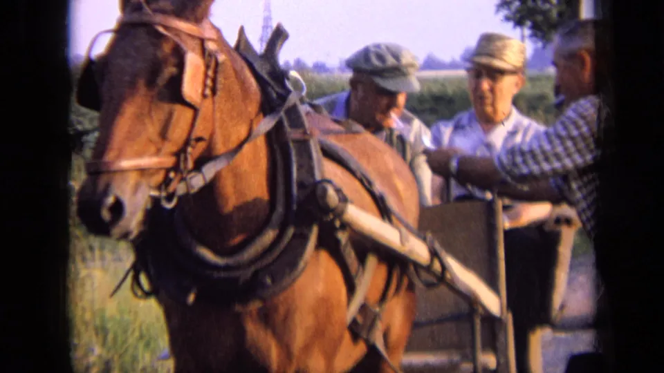 1963 Russia frame from color 8mm footage showing a horse-drawn buggy with men seated behind the harnessed horse in daylight.