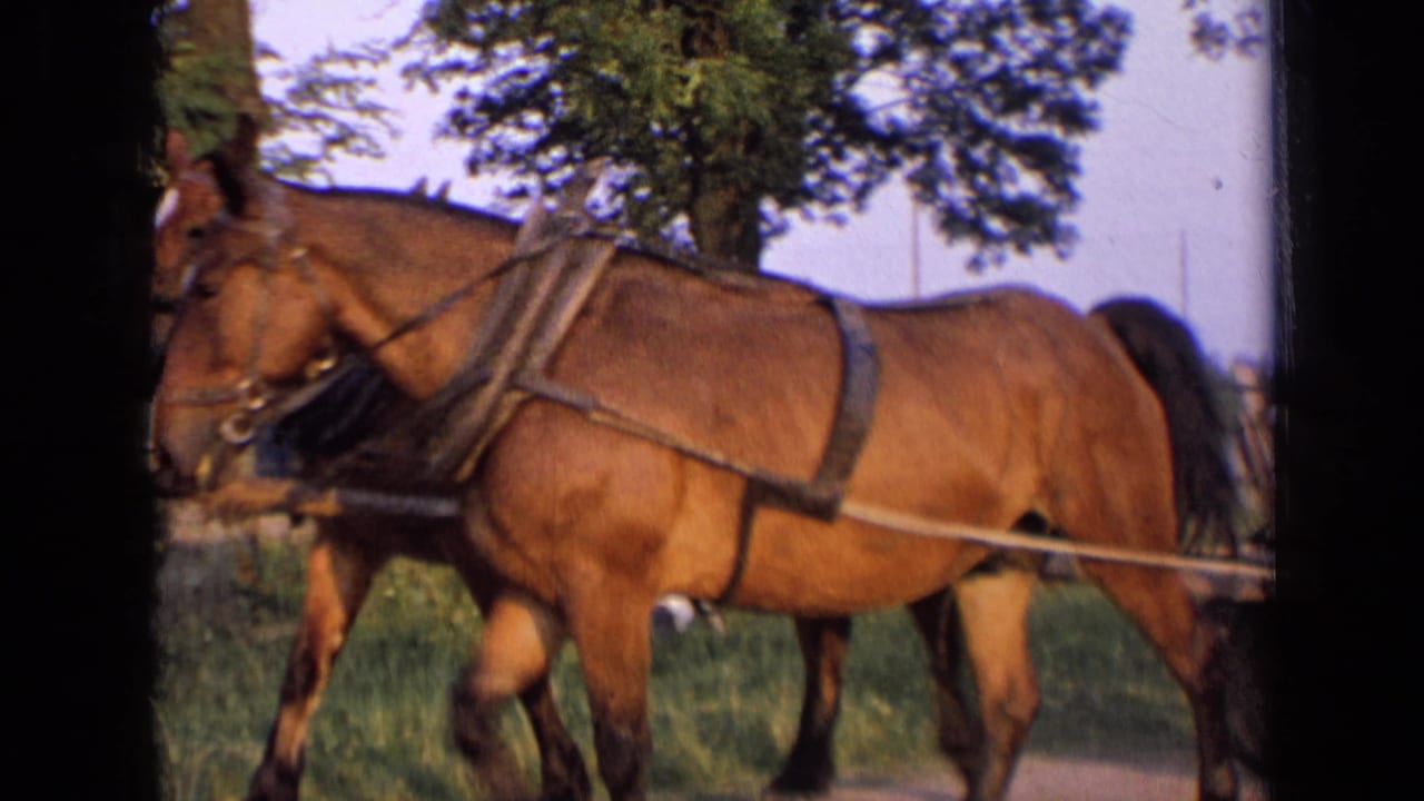 Close view of harnessed brown horses passing near a roadside tree.