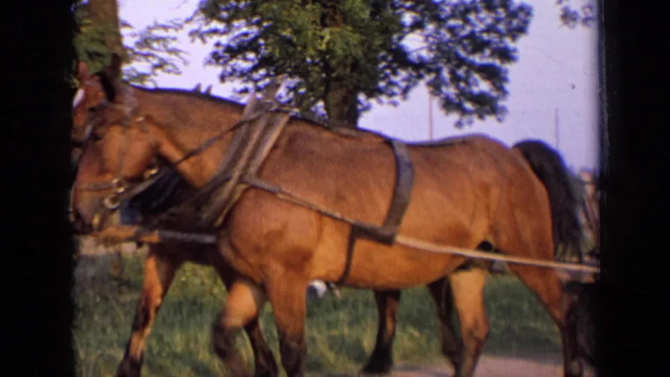 Close 8mm view of two harnessed horses pulling a wagon in the Russian countryside, 1963 metadata supported.