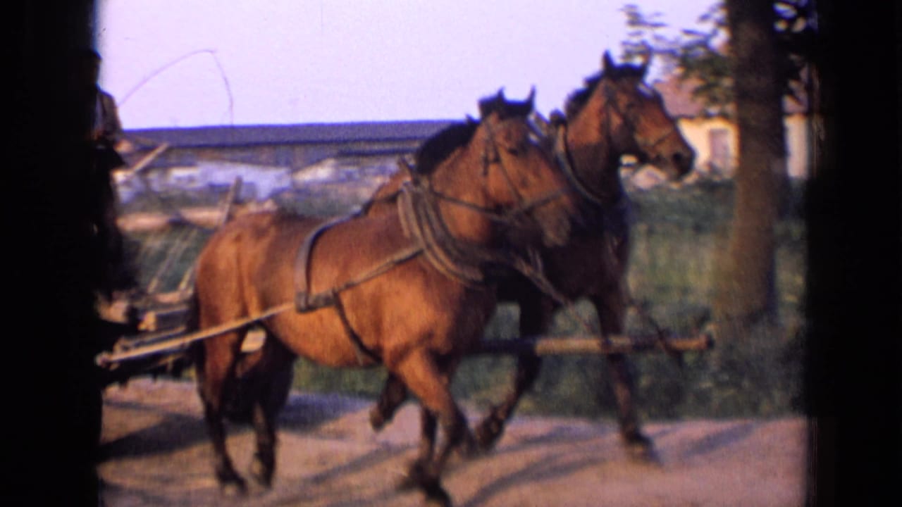Two harnessed bay horses move past the camera pulling a wooden wagon.