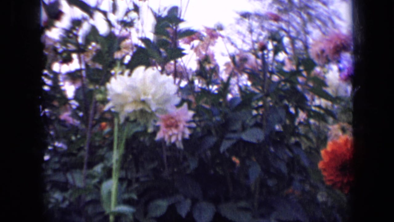 Tall dahlias and green foliage seen through dark 8mm frame borders.