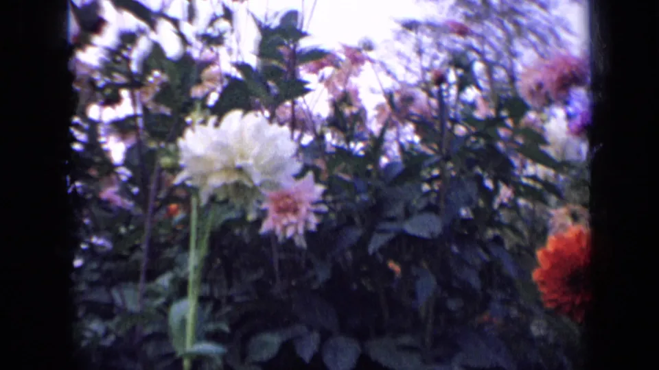 1963 Russia 8mm frame showing orange, pink, and white dahlias rising above dense garden foliage under a pale sky.