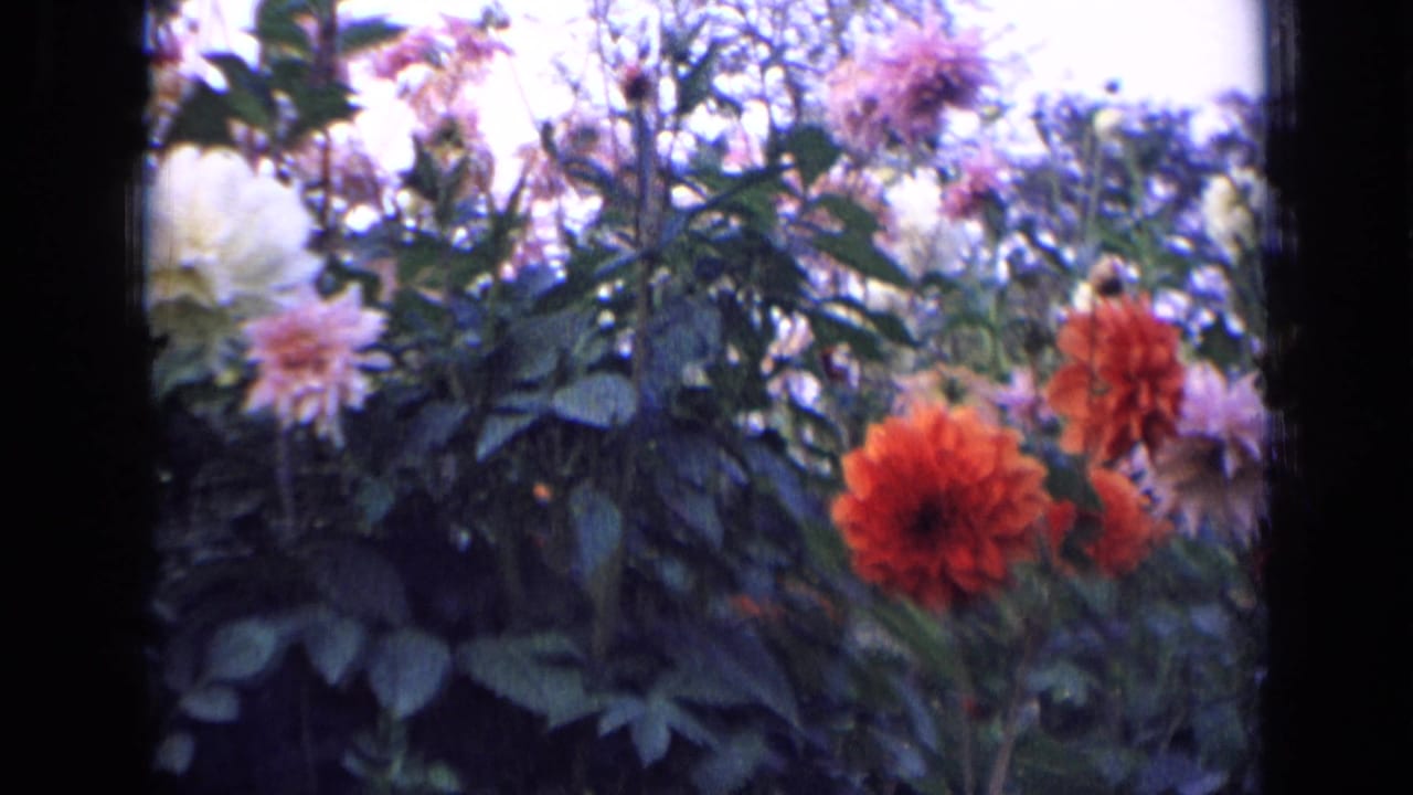 1963 Russia home-movie frame with bright orange dahlias and softer pink blooms among dense foliage and an overexposed sky.