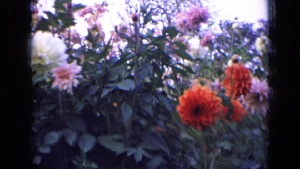 1963 Russia home-movie frame with bright orange dahlias and softer pink blooms among dense foliage and an overexposed sky.