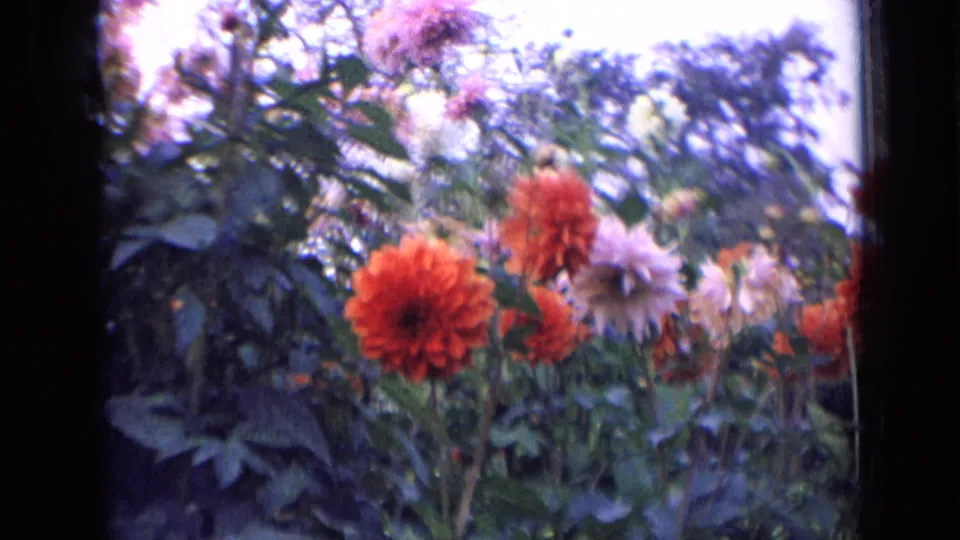 1963 Russia 8mm still showing large orange dahlias in the foreground with pale pink and white blooms behind them.