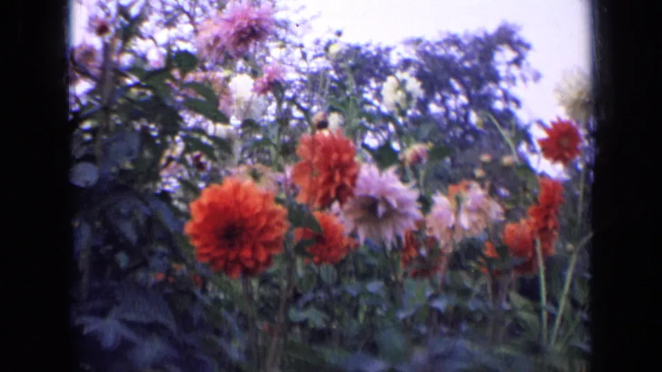 1963 Russia garden frame with orange, pink, and white dahlias against dense foliage, softened by handheld 8mm focus.