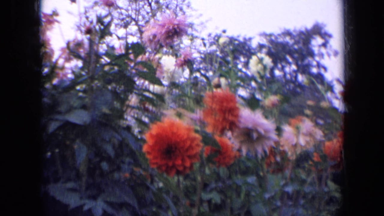 Close view of red and pale dahlias among leafy garden plants.