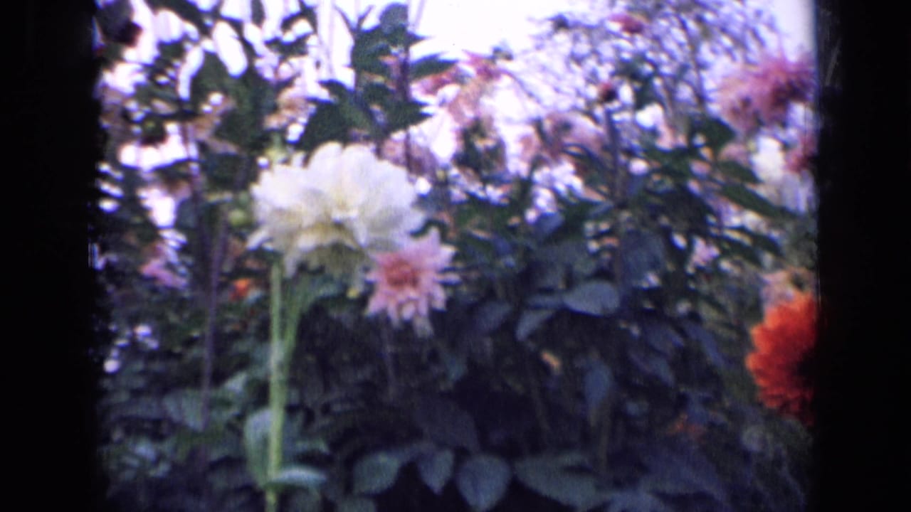 1963 Russia 8mm frame with white and pink dahlias standing among leafy garden plants and bright sky.