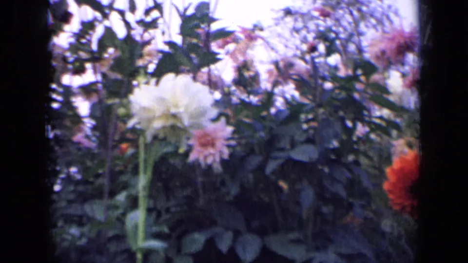 1963 Russia 8mm frame with white and pink dahlias standing among leafy garden plants and bright sky.
